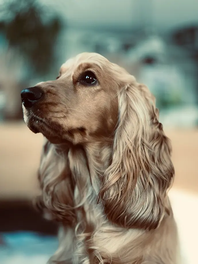 Protocol for Canine Brucella Detection