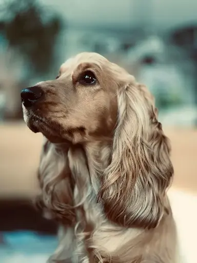 Protocol for Canine Brucella Detection